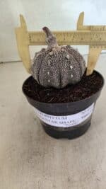 ASTROPHYTUM ASTERIAS STAR SHAPE "Purple" Nº 450 – vaso 11
