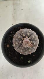 MATRIZ ASTROPHYTUM ASTERIAS STAR SHAPE "Purple" Nº 451 – vaso 15 - Imagem 3