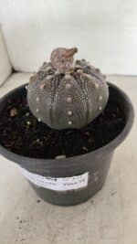 MATRIZ ASTROPHYTUM ASTERIAS STAR SHAPE "Purple" Nº 451 – vaso 15 - Imagem 9