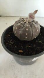 MATRIZ ASTROPHYTUM ASTERIAS STAR SHAPE "Purple" Nº 451 – vaso 15 - Imagem 8