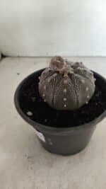 MATRIZ ASTROPHYTUM ASTERIAS STAR SHAPE "Purple" Nº 451 – vaso 15 - Imagem 6