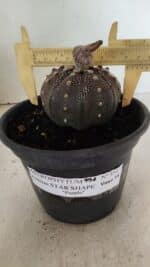 MATRIZ ASTROPHYTUM ASTERIAS STAR SHAPE "Purple" Nº 451 – vaso 15 - Imagem 4