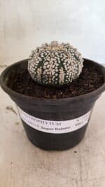ASTROPHYTUM ASTERIAS SUPER KABUTO  Nº 1083 - vaso 15 - Imagem 2