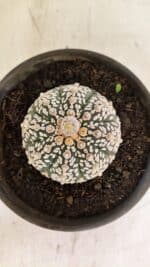 ASTROPHYTUM ASTERIAS SUPER KABUTO  Nº 1083 - vaso 15 - Imagem 3