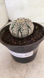 ASTROPHYTUM ASTERIAS SUPER KABUTO  Nº 1083 - vaso 15 - Imagem 9