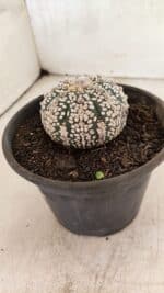 ASTROPHYTUM ASTERIAS SUPER KABUTO  Nº 1083 - vaso 15 - Imagem 8