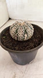 ASTROPHYTUM ASTERIAS SUPER KABUTO  Nº 1083 - vaso 15 - Imagem 7