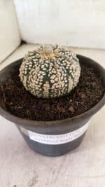 ASTROPHYTUM ASTERIAS SUPER KABUTO  Nº 1083 - vaso 15 - Imagem 6