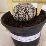 ASTROPHYTUM ASTERIAS SUPER KABUTO  Nº 1083 - vaso 15