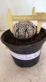 ASTROPHYTUM ASTERIAS SUPER KABUTO  Nº 1083 - vaso 15