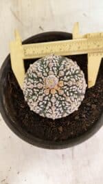 ASTROPHYTUM ASTERIAS SUPER KABUTO  Nº 1083 - vaso 15 - Imagem 5
