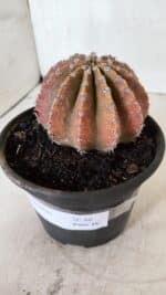 Cacto Echinopsis  Nº 10 - vaso 15 - Imagem 9