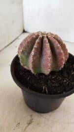 Cacto Echinopsis  Nº 10 - vaso 15 - Imagem 7