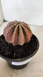Cacto Echinopsis  Nº 10 - vaso 15 - Imagem 6