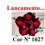 ENXERTO COR LM 1027
