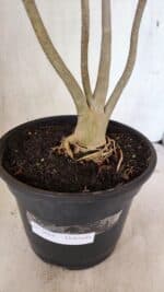 Planta Dobrada 3604 – 45cm – 04 anos - Imagem 7