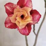 Planta Dobrada 3605 – 30cm – 02 anos