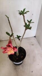 Planta Dobrada 3605 – 30cm – 02 anos - Imagem 4