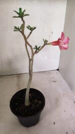 Planta Dobrada 3605 – 30cm – 02 anos - Imagem 5