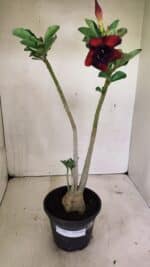 Planta Dobrada 3606 – 35cm – 03 anos - Imagem 2