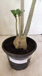 Planta Dobrada 3606 – 35cm – 03 anos - Imagem 7