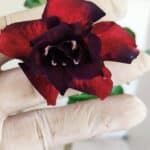 Planta Dobrada 3606 – 35cm – 03 anos