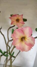 Planta Dobrada 3607 – 50cm – 04 anos - Imagem 4