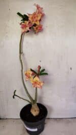 Planta Dobrada 3608 – 35cm – 03 anos - Imagem 2