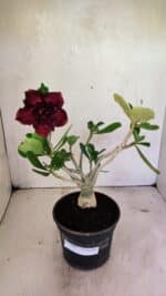 Planta Dobrada 3609 – 30cm – 02 anos - Imagem 2