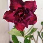 Planta Dobrada 3609 – 30cm – 02 anos