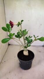 Planta Dobrada 3609 – 30cm – 02 anos - Imagem 6