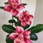 Planta Dobrada 3610 – 35cm – 03 anos