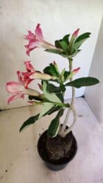 Planta Dobrada 3610 – 35cm – 03 anos - Imagem 6