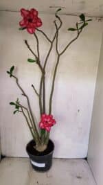 Planta Dobrada 3611 – 45cm – 03 anos