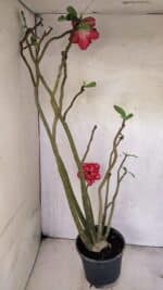 Planta Dobrada 3611 – 45cm – 03 anos - Imagem 6