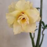 Planta Dobrada 3612 – 35cm – 03 anos