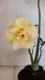 Planta Dobrada 3612 – 35cm – 03 anos