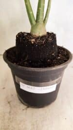 Planta Dobrada 3612 – 35cm – 03 anos - Imagem 8