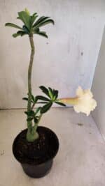 Planta Dobrada 3612 – 35cm – 03 anos - Imagem 5