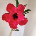 Planta Dobrada 3613 – 35cm – 03 anos