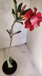 Planta Dobrada 3613 – 35cm – 03 anos - Imagem 6