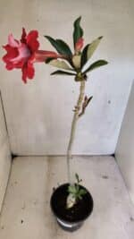 Planta Dobrada 3613 – 35cm – 03 anos - Imagem 5