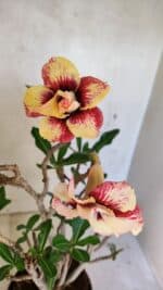 Planta Dobrada 3615 – 35cm – 03 anos