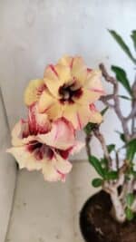 Planta Dobrada 3615 – 35cm – 03 anos - Imagem 5