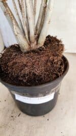 Planta Dobrada 3615 – 35cm – 03 anos - Imagem 10