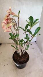 Planta Dobrada 3615 – 35cm – 03 anos - Imagem 8