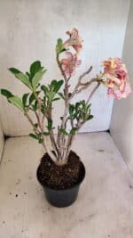 Planta Dobrada 3615 – 35cm – 03 anos - Imagem 6