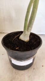 Planta Dobrada 3616 – 35cm – 02 anos - Imagem 6