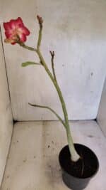 Planta Dobrada 3616 – 35cm – 02 anos - Imagem 5