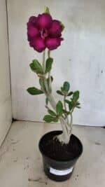 Planta Dobrada 3617 – 35cm – 02 anos - Imagem 2